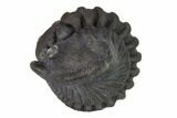 Wide Enrolled Flexicalymene Trilobite - Mt Orab, Ohio #144539-1